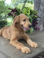 Dexter , a male Goldendoodle and Golden Retriever for sale in Amherst, VA – 3 of 7