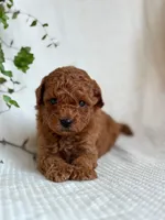 Jasper , a male Miniature Goldendoodle for sale in Amherst, VA – 9 of 9