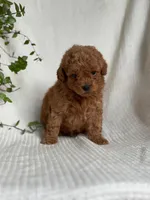 Monty, a male Miniature Goldendoodle for sale in Amherst, VA – 2 of 7