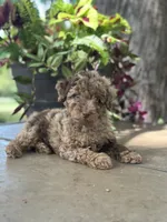 Winston, a male Miniature Goldendoodle for sale in Amherst, VA – 2 of 5