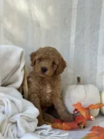 Ridge , a male Miniature Goldendoodle for sale in Amherst, VA – 6 of 10