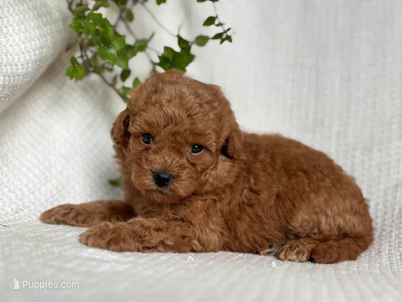 Monty – Miniature Goldendoodle puppy for sale in Amherst, VA