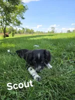 Scout , a female Collie and Cocker Spaniel for sale in Amherst, VA – 1 of 5