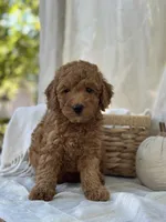 Willow , a female Miniature Goldendoodle for sale in Amherst, VA – 5 of 10