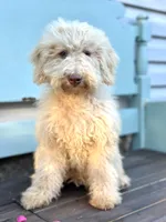 June , a female Miniature Goldendoodle for sale in Amherst, VA – 3 of 7