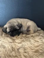 Charlie , a male Pug for sale in Amherst, VA – 7 of 9