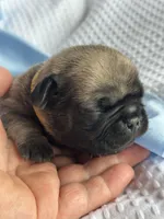 Charlie , a male Pug for sale in Amherst, VA – Photo 3 of 4