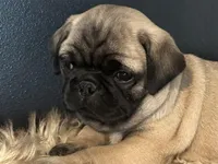 Charlie , a male Pug for sale in Amherst, VA – 5 of 9