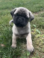 Charlie , a male Pug for sale in Amherst, VA – 3 of 9