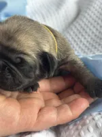 Charlie , a male Pug for sale in Amherst, VA – Photo 2 of 4