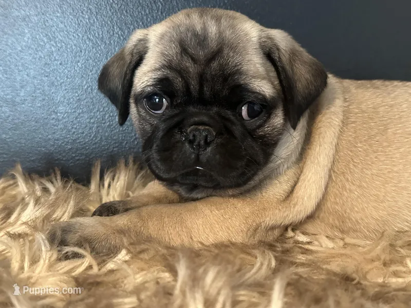 Charlie  – Pug puppy on hold in Amherst, VA
