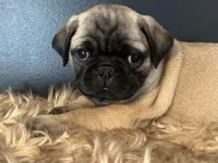 Charlie , a male Pug for sale in Amherst, VA – 1 of 9