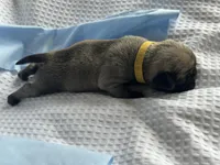 Charlie , a male Pug for sale in Amherst, VA – Photo 4 of 4