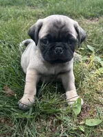 Charlie , a male Pug for sale in Amherst, VA – 6 of 9
