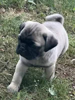 Charlie , a male Pug for sale in Amherst, VA – 4 of 9
