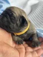 Charlie , a male Pug for sale in Amherst, VA – Photo 1 of 4