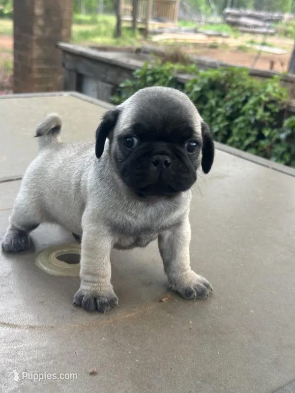 Charlie  – Pug puppy for sale in Amherst, VA