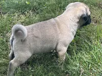 Charlie , a male Pug for sale in Amherst, VA – 8 of 9