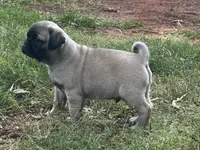Charlie , a male Pug for sale in Amherst, VA – 2 of 9