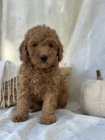 Willow , a female Miniature Goldendoodle for sale in Amherst, VA – 2 of 10