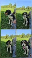 Percy , a male Collie and Cocker Spaniel for sale in Amherst, VA – 2 of 5