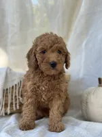 Willow , a female Miniature Goldendoodle for sale in Amherst, VA – 7 of 10
