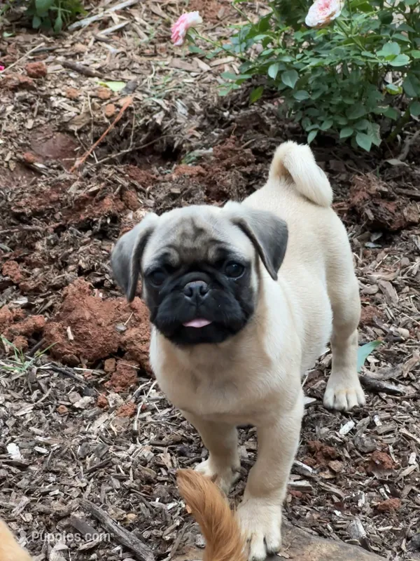 Lila – Pug puppy for sale in Amherst, VA