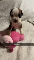 Yellow girl 75% Euro, a female Boxer for sale in Newland, NC – 1 of 1
