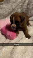 Pink girl 75% Euro, a female Boxer for sale in Newland, NC – 3 of 3