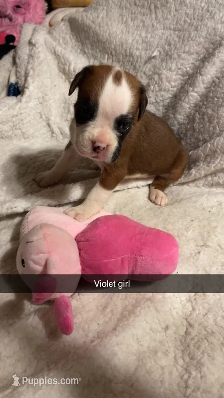 Violet girl 75% Euro – Boxer puppy for sale in Newland, NC