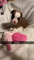 Violet girl 75% Euro, a female Boxer for sale in Newland, NC – 1 of 1