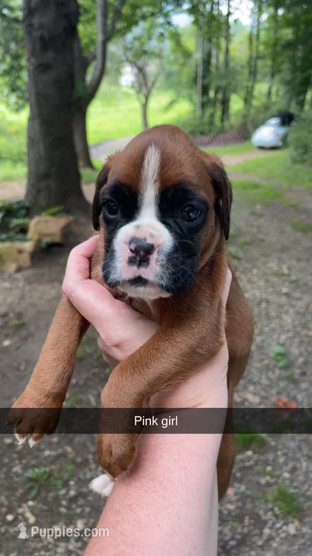 Pink girl 75% Euro – Boxer puppy for sale in Newland, NC