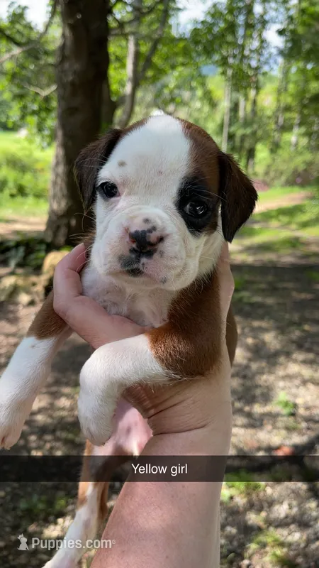 Yellow girl 75% Euro – Boxer puppy for sale in Newland, NC
