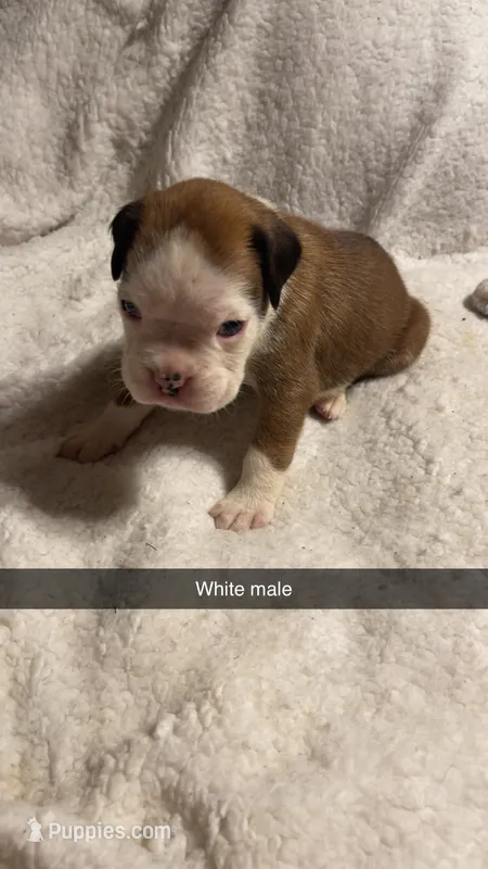 White male 75% Euro – Boxer puppy for sale in Newland, NC