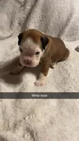 White male 75% Euro, a male Boxer for sale in Newland, NC – 1 of 3