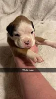 White male 75% Euro, a male Boxer for sale in Newland, NC – 2 of 3
