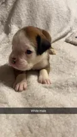 White male 75% Euro, a male Boxer for sale in Newland, NC – 3 of 3