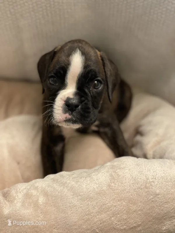 Purple girl 75% Euro – Boxer puppy for sale in Newland, NC