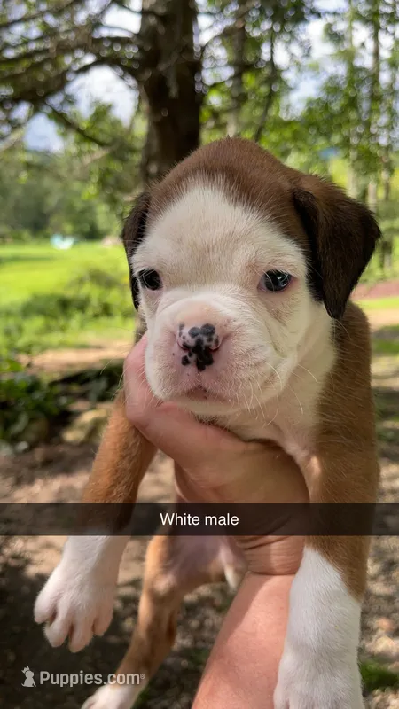 White male 75% Euro – Boxer puppy for sale in Newland, NC