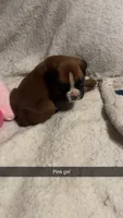 Pink girl 75% Euro, a female Boxer for sale in Newland, NC – 2 of 3