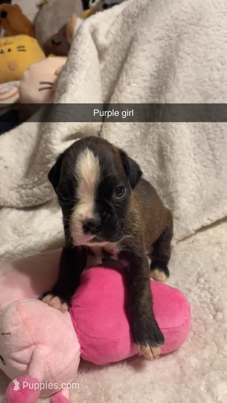 Purple girl 75% Euro – Boxer puppy for sale in Newland, NC