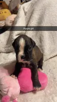 Purple girl 75% Euro, a female Boxer for sale in Newland, NC – 1 of 2