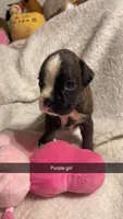 Purple girl 75% Euro, a female Boxer for sale in Newland, NC – 2 of 2