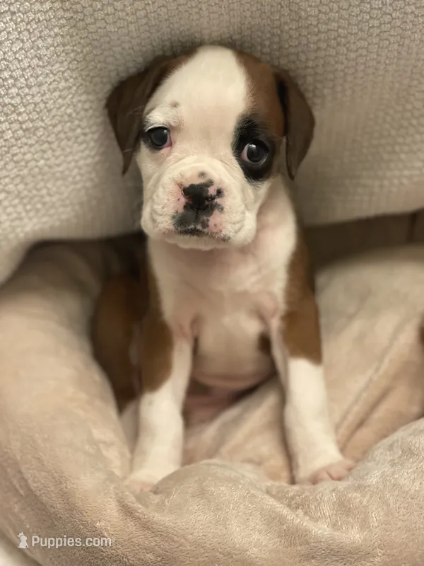 Yellow girl 75% Euro – Boxer puppy for sale in Newland, NC