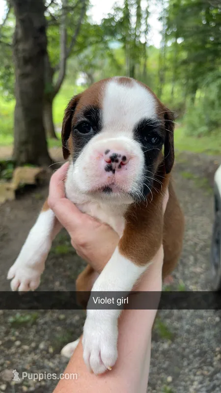 Violet girl 75% Euro – Boxer puppy for sale in Newland, NC