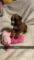 Pink girl 75% Euro, a female Boxer for sale in Newland, NC – 1 of 3