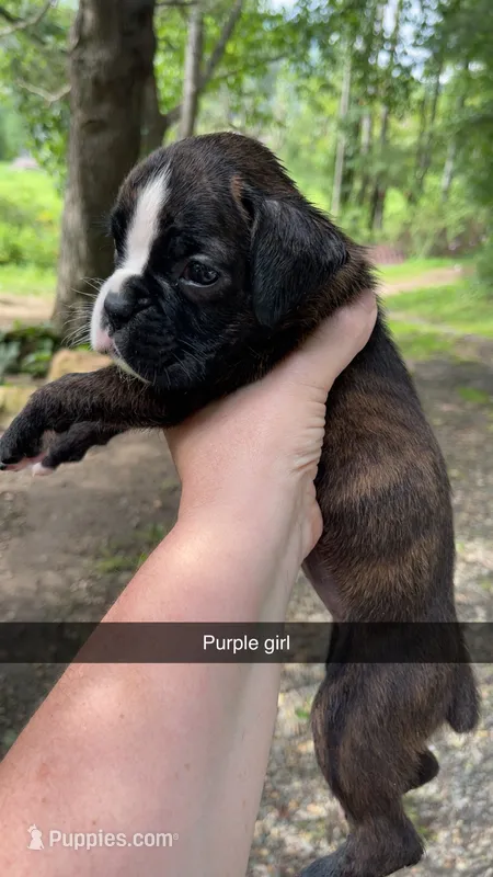 Purple girl 75% Euro – Boxer puppy for sale in Newland, NC