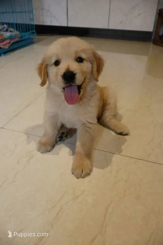 Max – Golden Retriever puppy for sale in Texas City, TX