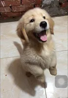 Max, a male Golden Retriever for sale in Texas City, TX – 2 of 3