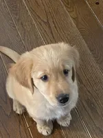 Max, a male Golden Retriever for sale in Texas City, TX – 3 of 3
